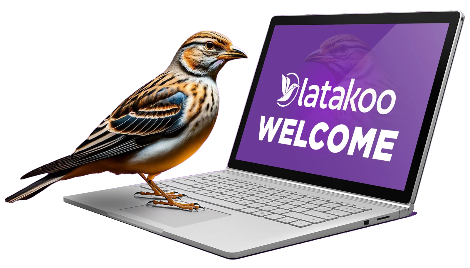 wecome_bird wecome_bird